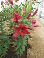 [4266 Firebolt No301.JPG]